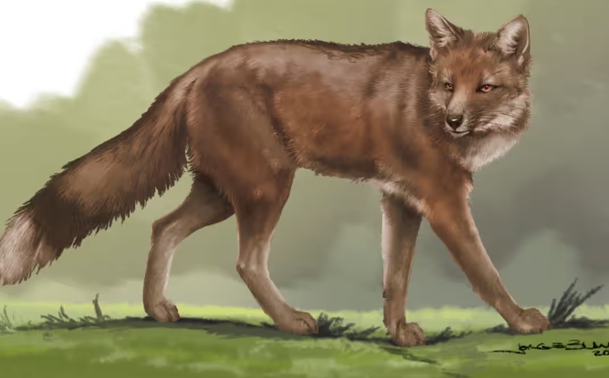 Ancient cemetery containing fox bones suggest that animals were formerly treated as pets.